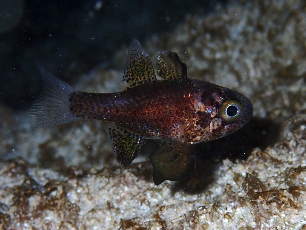 Photo of Conchfish (Astrapogon stellatus)