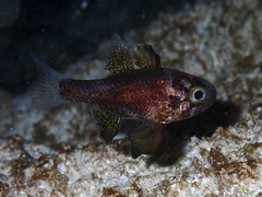 Conchfish photo 1