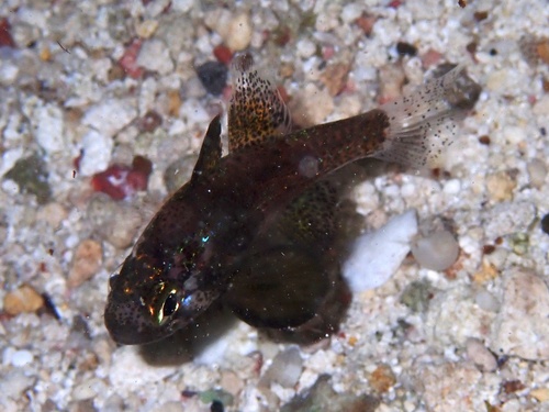 Photo of Conchfish (Astrapogon stellatus)