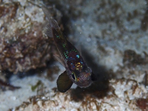 Photo of Conchfish (Astrapogon stellatus)
