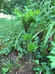 Amorphophallus konjac