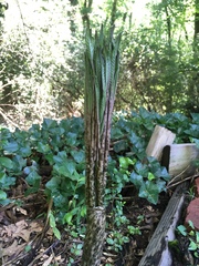 Amorphophallus konjac