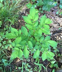 Amorphophallus konjac