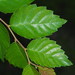 Olmo Chino - Photo (c) 羅忠良, algunos derechos reservados (CC BY-NC), subido por 羅忠良
