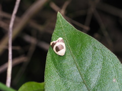 Garudinia bimaculata