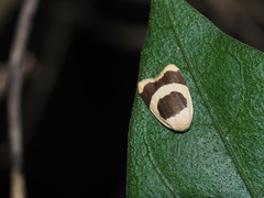Garudinia bimaculata