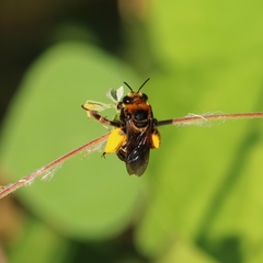 Svastra obliqua obliqua