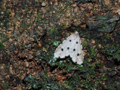 Metaemene atrigutta maculata