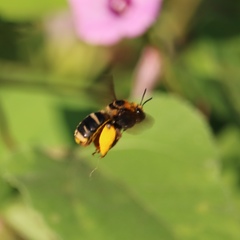 Svastra obliqua obliqua