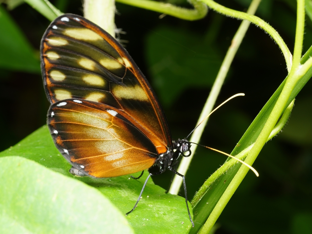 Felder's Dircenna