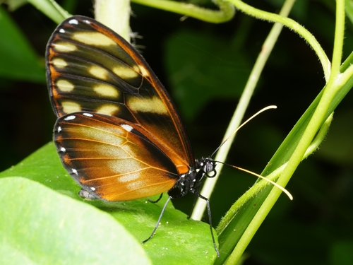Felder's Dircenna
