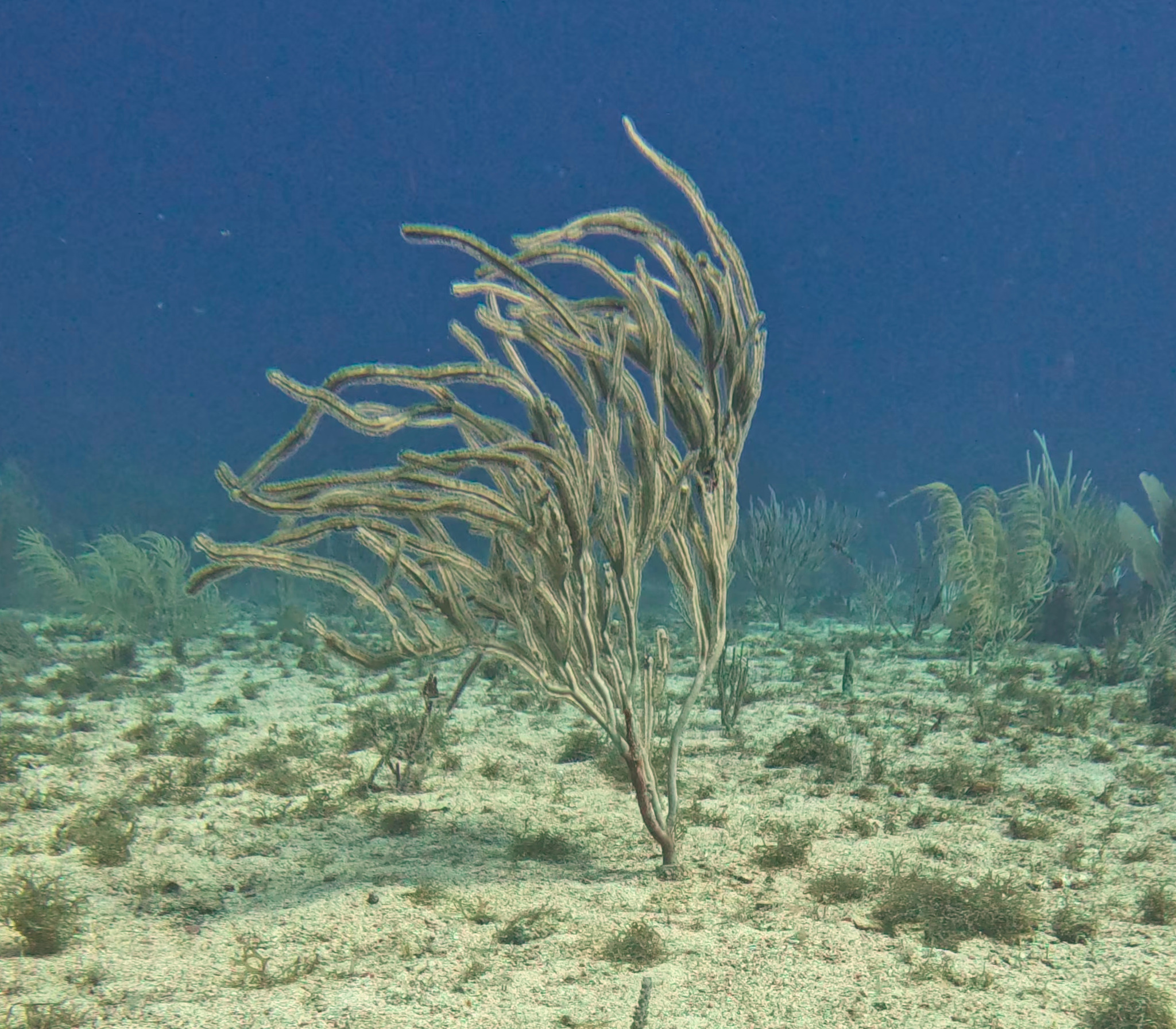 Pterogorgia anceps (Pallas, 1766)