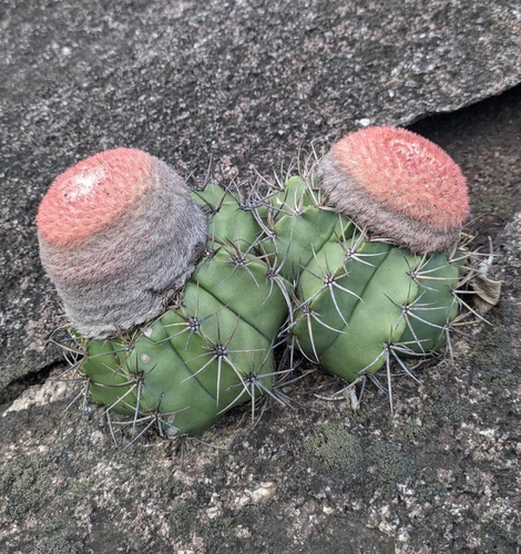 Melocactus neryi