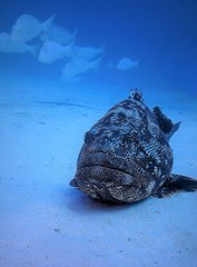 Epinephelus malabaricus