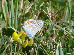 Polyommatus icarus