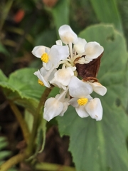 Begonia involucrata, photograph author not stated, no rights reserved