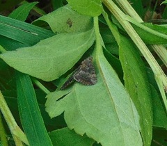Hypena scabra