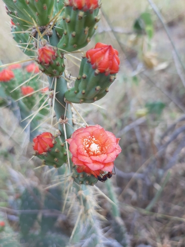 Image of Tacinga werneri by no rights reserved