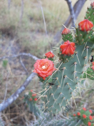 Image of Tacinga werneri by no rights reserved