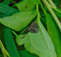 Hypena scabra