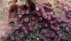 Callyspongia