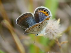 Plebejus samuelis
