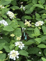 Graphium sarpedon nipponum