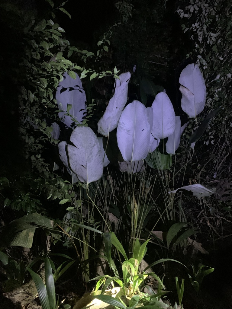 Foto de Papiro