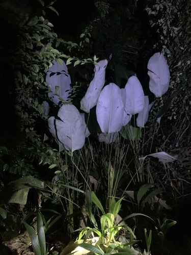 Papiro