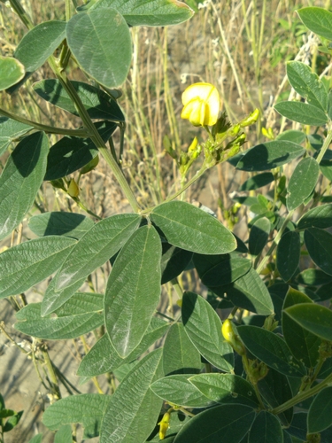 Foto de Guandu