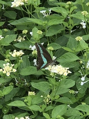 Graphium sarpedon nipponum