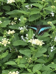 Graphium sarpedon nipponum