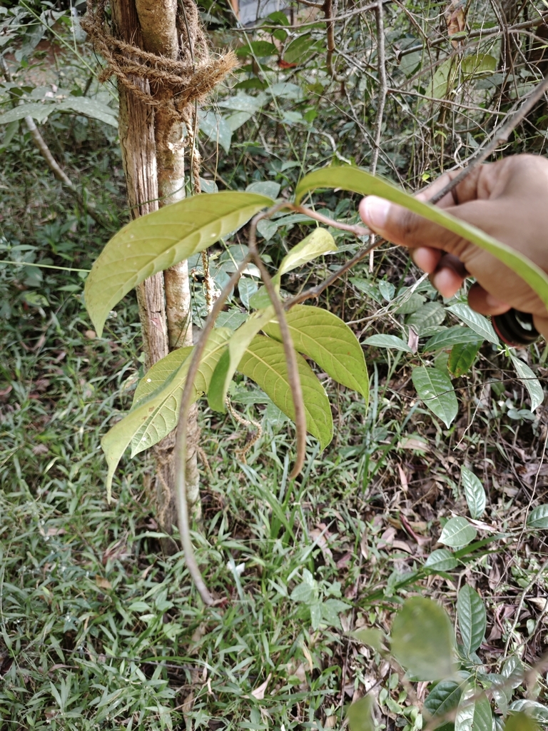 Foto de Conde-de-lages