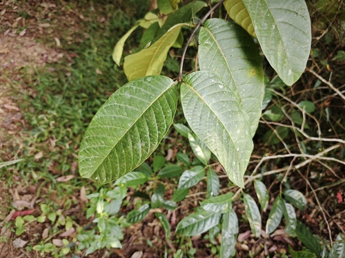 Foto de Conde-de-lages
