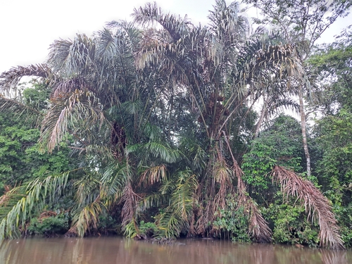 Raphia taedigera - Whole tree