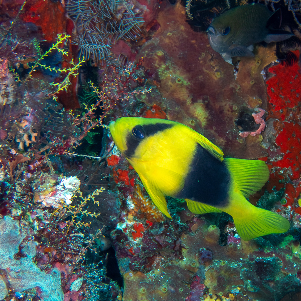 Barred soapfish