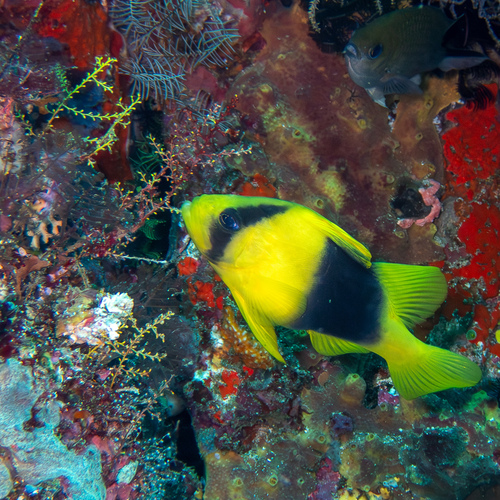 Barred Soapfish — seen at this dive site