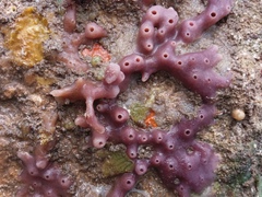 Callyspongia