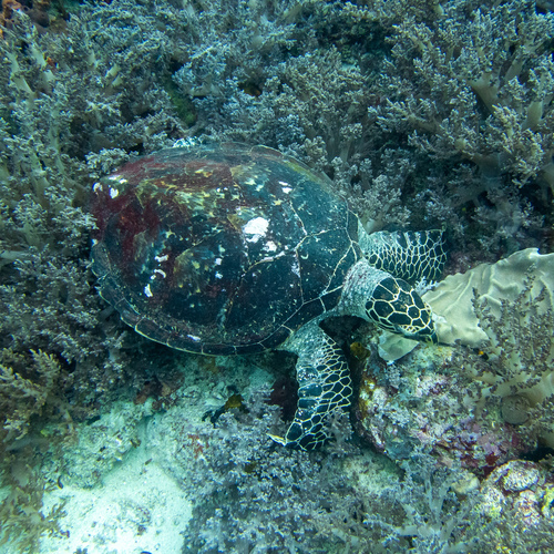 Hawksbill Sea Turtle — seen at this dive site