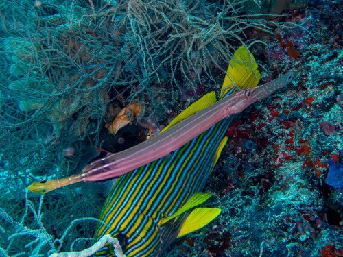 Pacific Trumpetfish — seen at this dive site