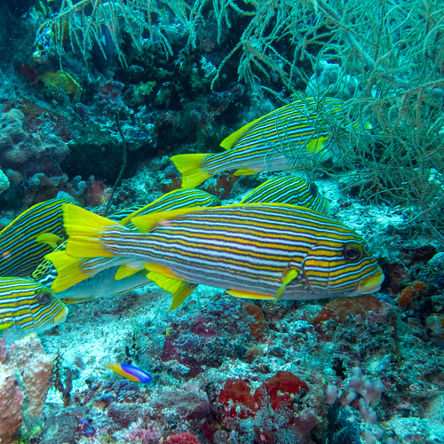 Ribbon Sweetlips — seen at this dive site