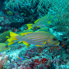 Plectorhinchus polytaenia