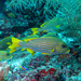 Plectorhinchus polytaenia