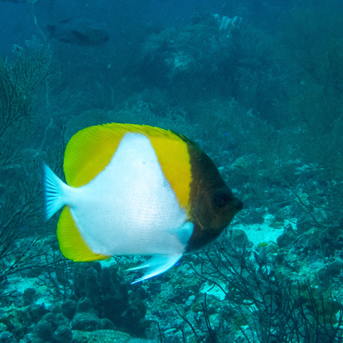 Pyramid Butterflyfish (Hemitaurichthys polylepis)