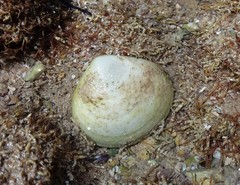 Pseudarcopagia decora