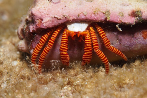 Ciliopagurus strigatus (J.F.W.Herbst, 1804)