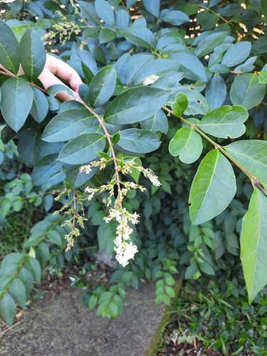 Foto de Ligustro