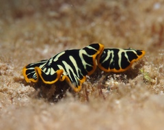 Pseudoceros dimidiatus