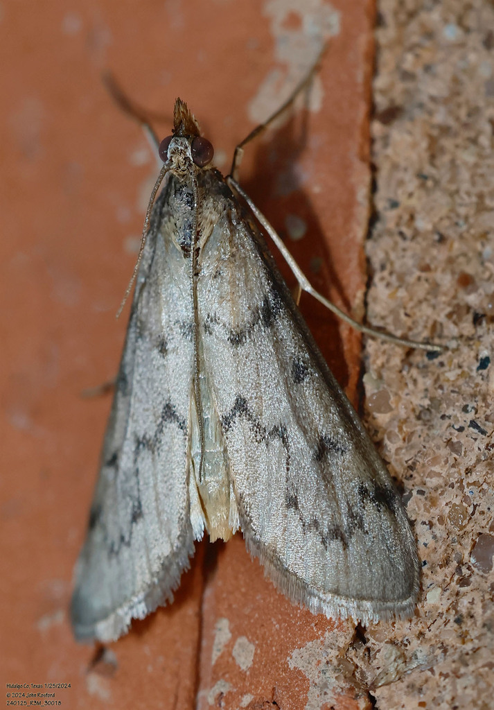 Blepharomastix haedulalis