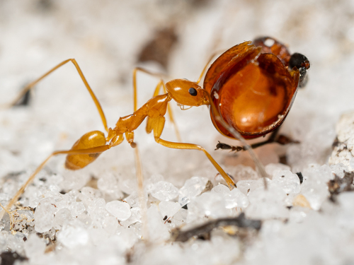 Dorymyrmex elegansDorymyrmex elegans